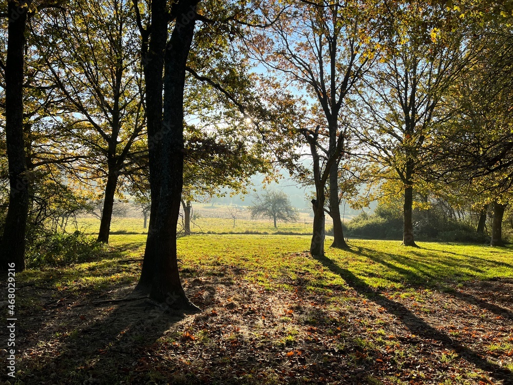 Morgensonne scheint durch Bäume hindurch Morgensonne scheint durch Bäume hindurch