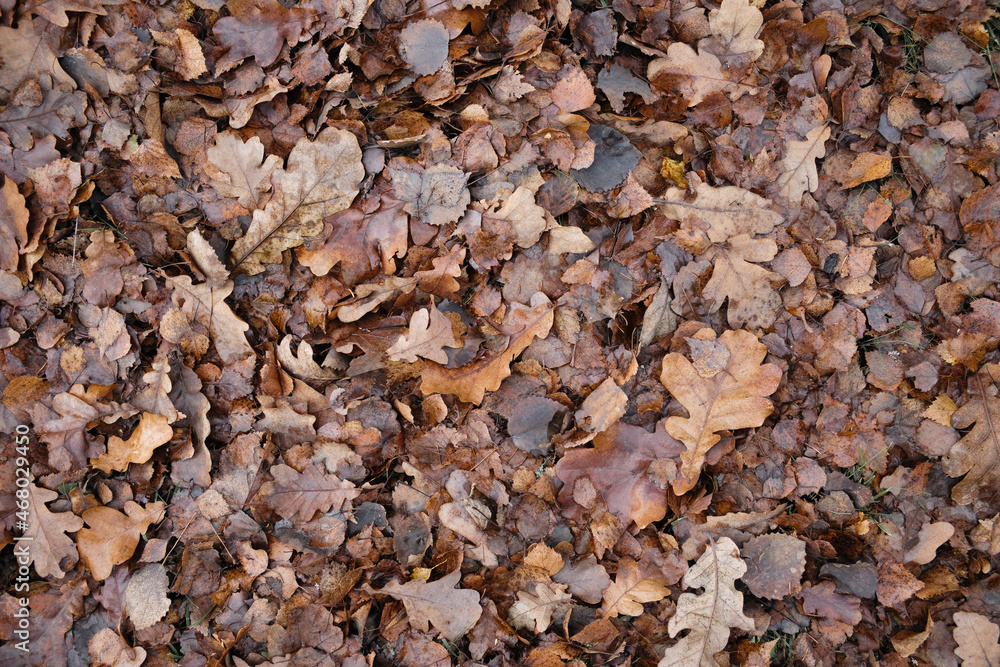 Dark brown autumn fallen leaves as background. Late fall season leaves texture. Natural foliage pattern. Dark brown autumn fallen leaves as background. Late fall season leaves texture. Natural foliage pattern.