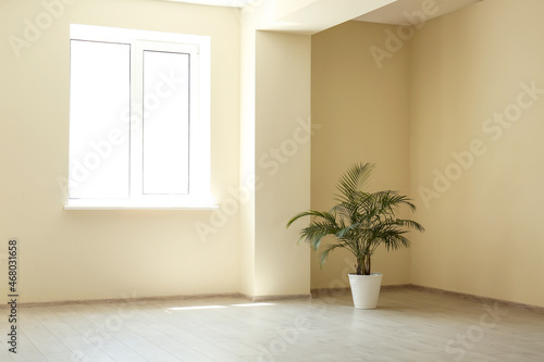 Houseplant in big room with window