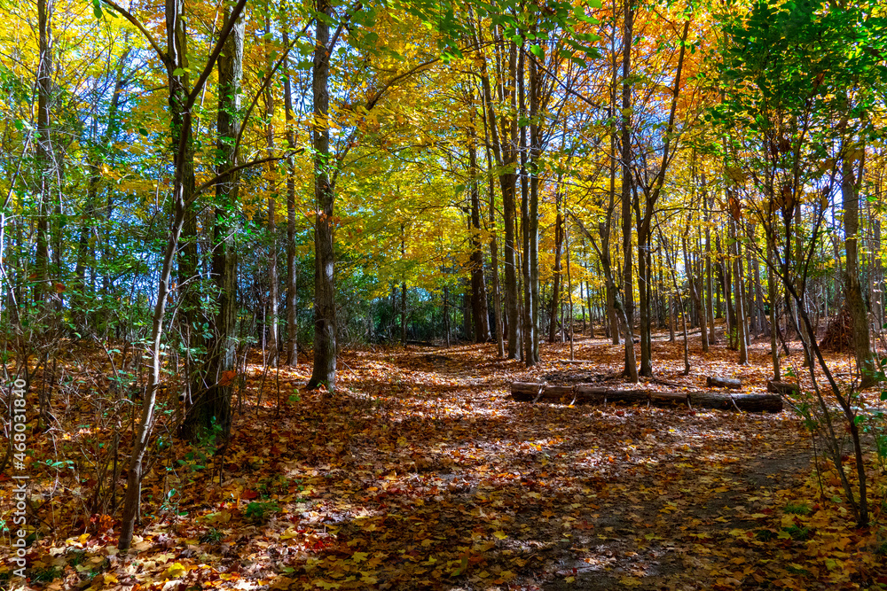 Fototapeta premium Magic Pictures of Canadian Autumn