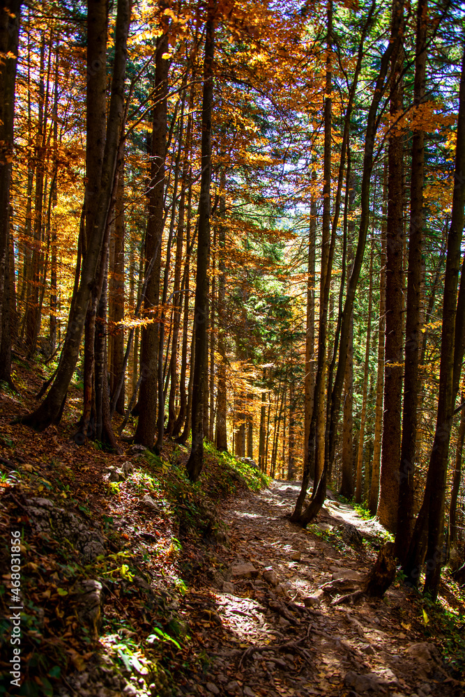 Fototapeta premium Lights and shadows on the footpath in the forest