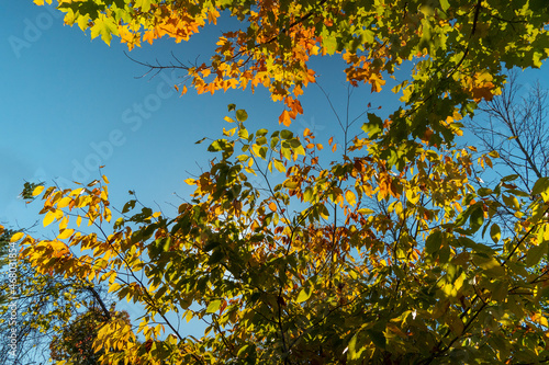 Natural collage of autumn foliage
