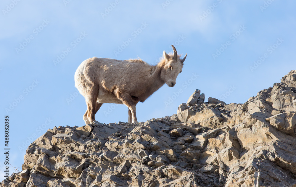 A young male Bighorn Sheep standing on top of a rocky hill. Taken in Alberta, Canada A young male Bighorn Sheep standing on top of a rocky hill. Taken in Alberta, Canada