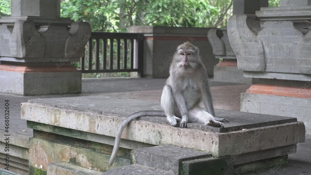 Monkey up close animal temple Ubud Indonesia Bali visit nature animals beautiful natural traditions exotic tour contact with nature travel visit tourism