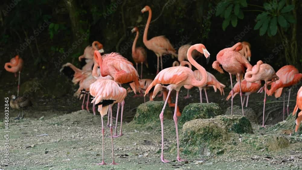 4K video shows pink flamingos. Birds are gathered in groups. Animal life in wild nature. Video shows authentic behavior of birds, their habits, routine, fights among themselves, communication, play. 4K video shows pink flamingos. Birds are gathered in groups. Animal life in wild nature. Video shows authentic behavior of birds, their habits, routine, fights among themselves, communication, play.