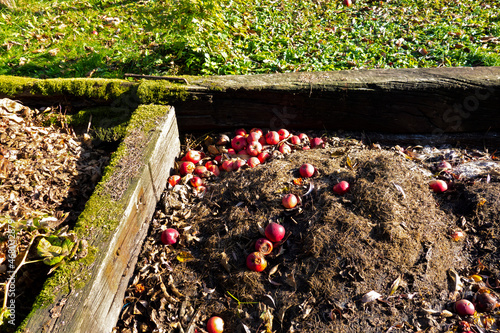 Ripe red apples thrown into a dedicated compost pit