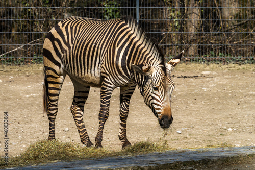 Hartmann s Mountain Zebra  Equus zebra hartmannae. An endangered zebra