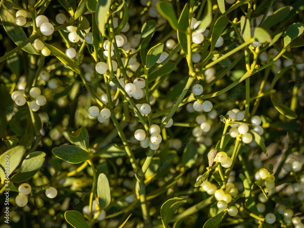 Close-up of a mistletoe plant with many white berries. Christmas background. 
