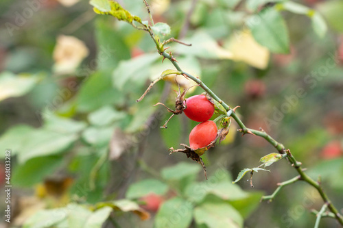 rose hips on a branch