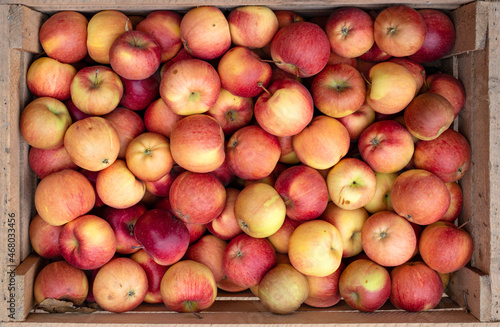 Harvested ripe fresh red apples in a wooden box