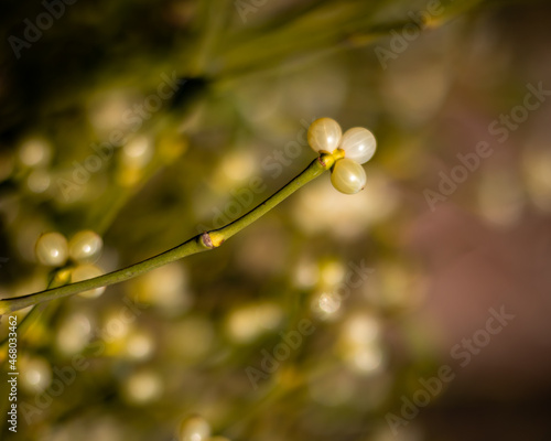 Close-up of a mistletoe twig with white berries. Blurred background.  photo