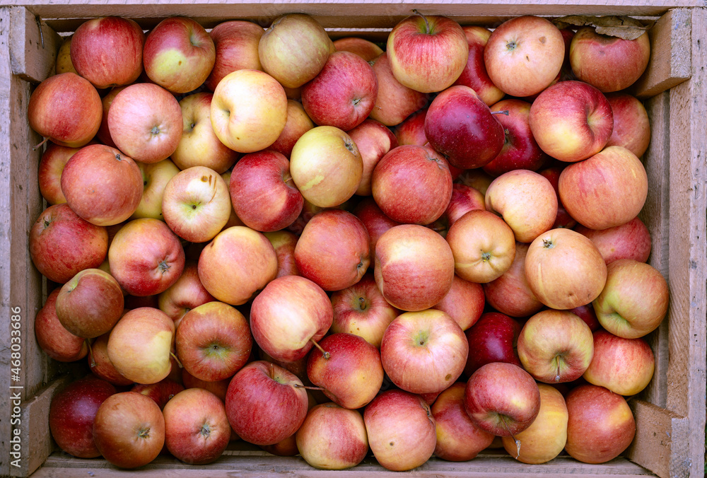 Harvested ripe fresh red apples in a wooden box Harvested ripe fresh red apples in a wooden box