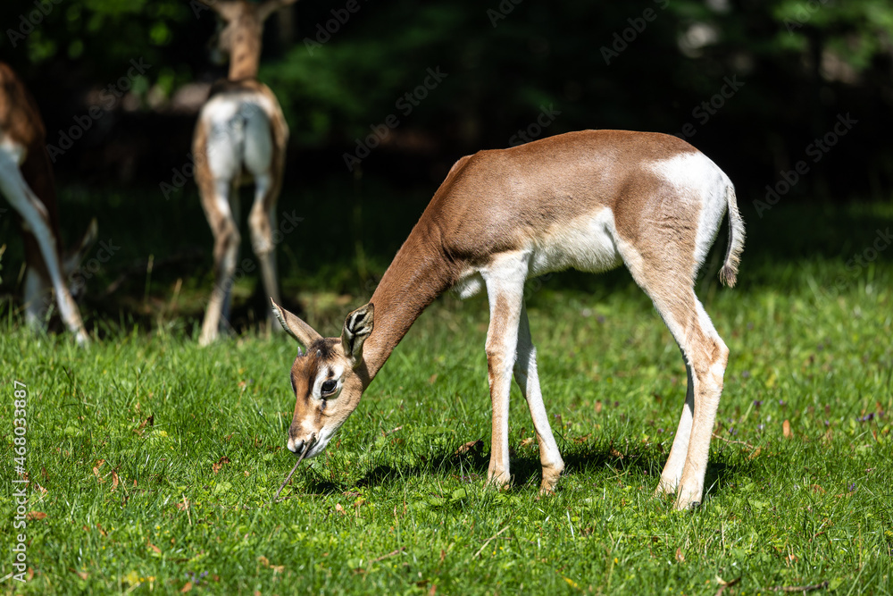 Dama gazelle, Gazella dama mhorr or mhorr gazelle is a species of gazelle Dama gazelle, Gazella dama mhorr or mhorr gazelle is a species of gazelle