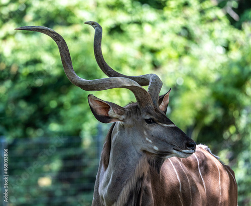 Greater kudu, Tragelaphus strepsiceros is a woodland antelope