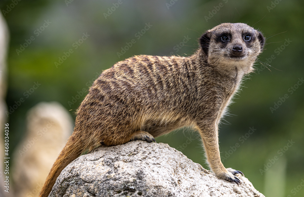 Fototapeta premium Meerkat, Suricata suricatta sitting on a stone and looking into the distance