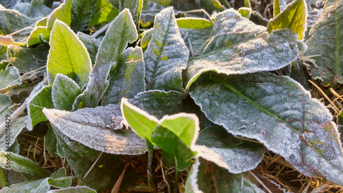 Photography Closeup shot of green leaves with frost due to winter's sub-zero temperature
