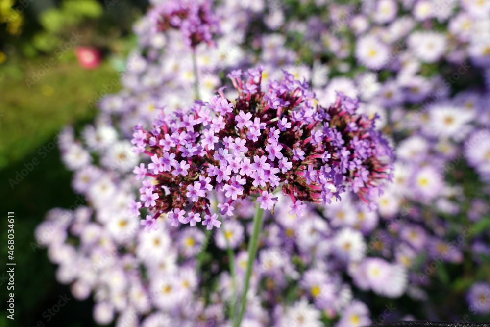 Obraz premium Patagonisches Eisenkraut (Verbena bonariensis)