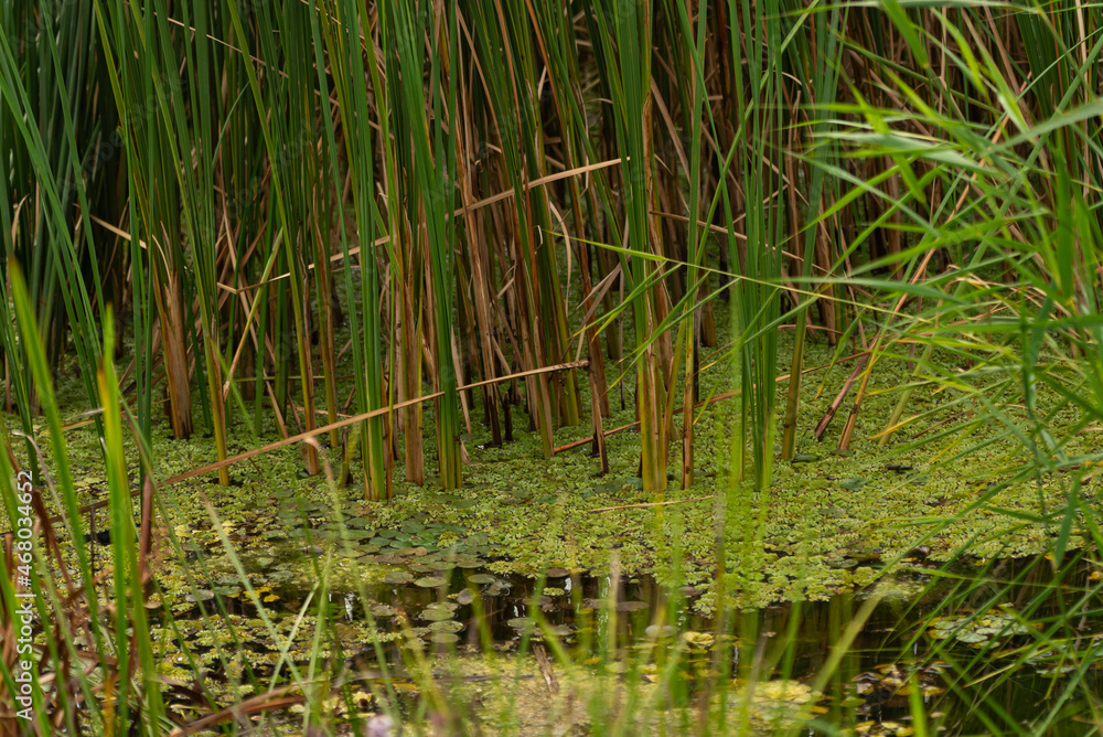 Bog and sedge in pond. Dirty lake pond with bulrush (Typha latifolia) Bog and sedge in pond. Dirty lake pond with bulrush (Typha latifolia)