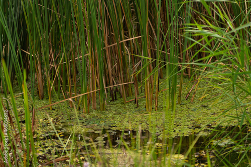 Bog and sedge in pond. Dirty lake pond with bulrush (Typha latifolia) 