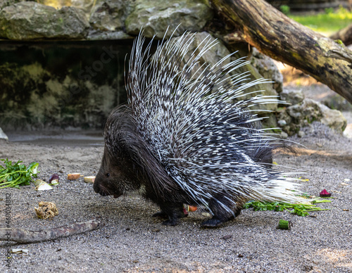 Cuadro en lienzo Indian crested Porcupine, Hystrix indica in a german nature park