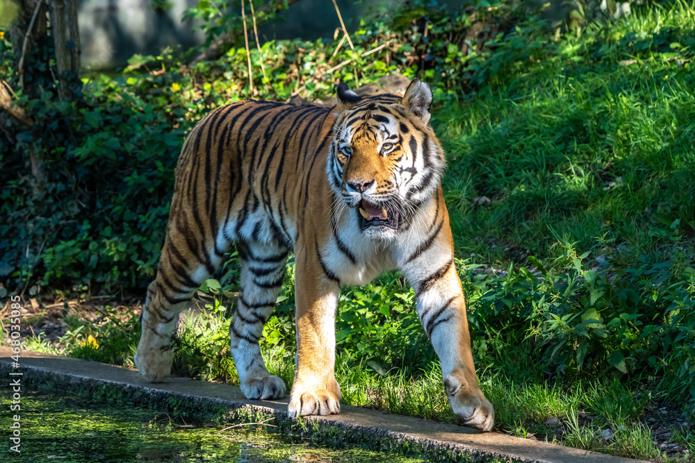 Obraz premium The Siberian tiger,Panthera tigris altaica in a park