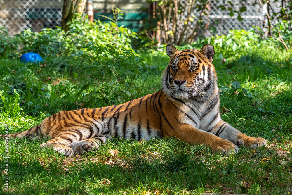 The Siberian tiger,Panthera tigris altaica in a park The Siberian tiger,Panthera tigris altaica in a park