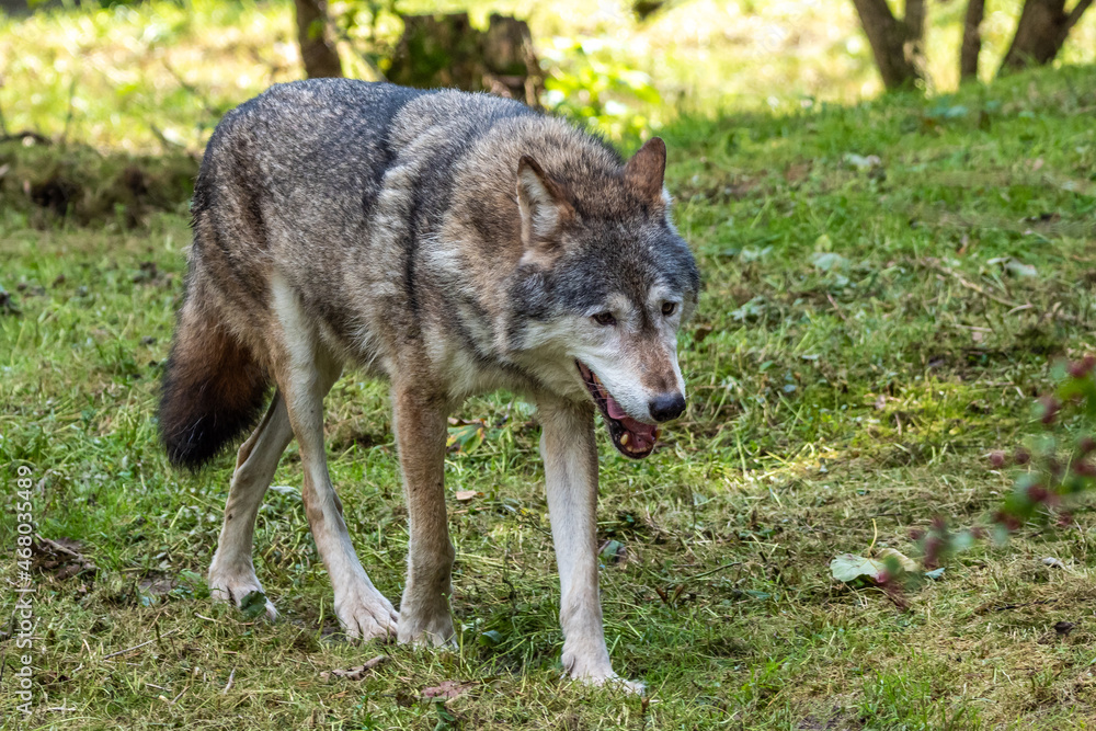 Fototapeta premium European Grey Wolf, Canis lupus in a german park