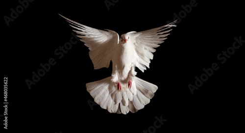 white dove spreading its wings flies on a black background