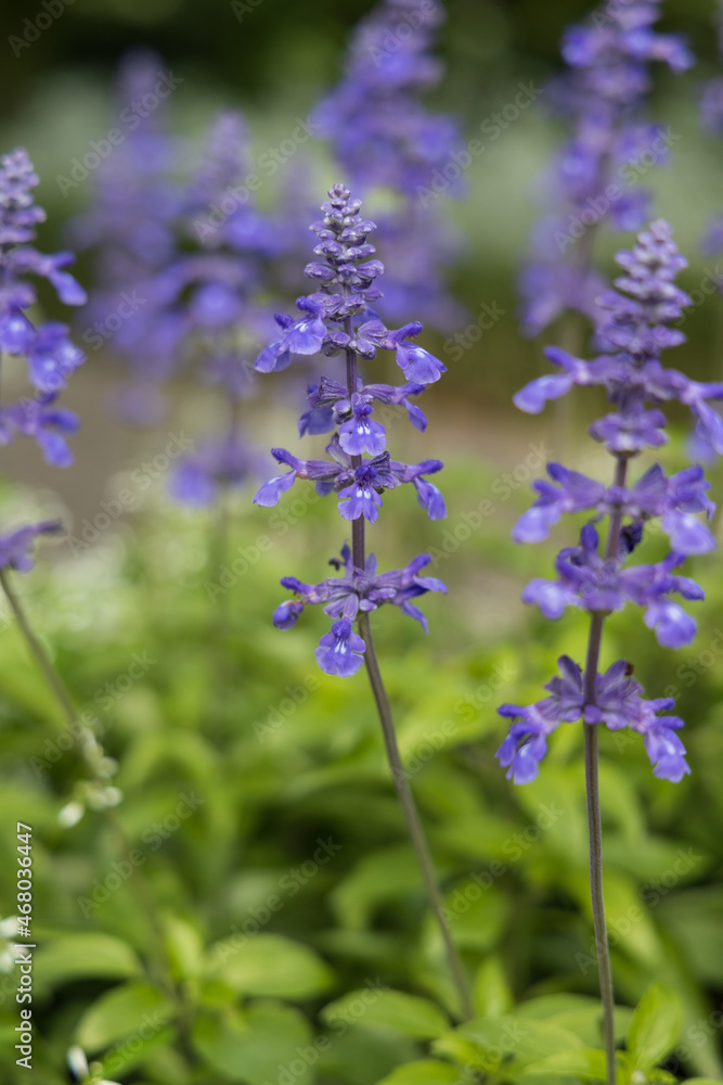 Obraz premium Slenderleaf sage flower close-up