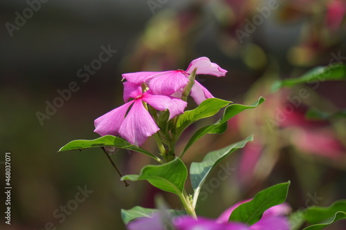 Catharanthus roseus (bright eyes, Cape periwinkle, graveyard plant, Madagascar periwinkle, old maid, pink periwinkle, rose periwinkle) flower. This plant contains chemicals such as vincristine etc photo