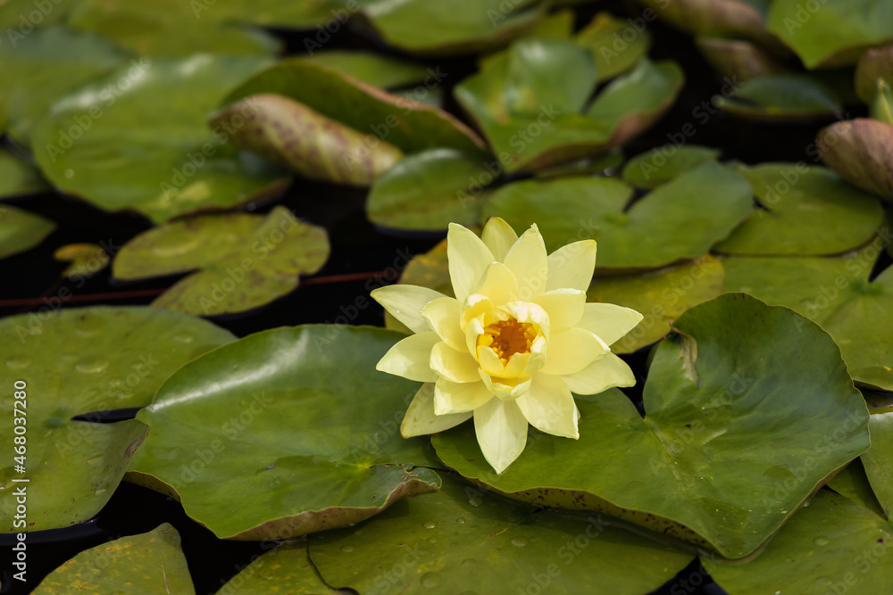 Lily pads with yellow water lilies Lily pads with yellow water lilies