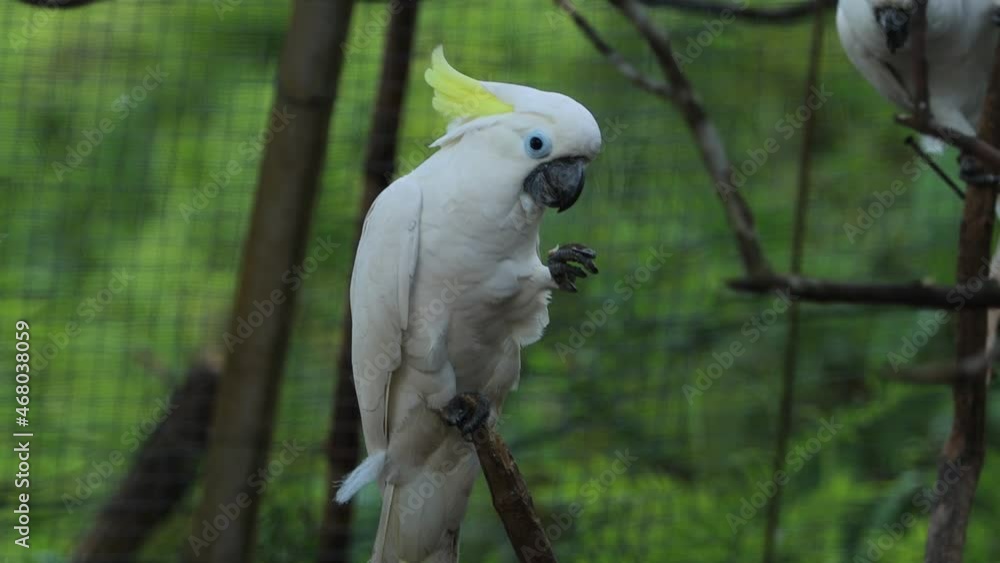 Sulphur-crested cockatoo (Cacatua galerita) eating his breakfast. Native bird to New Guinea Sulphur-crested cockatoo (Cacatua galerita) eating his breakfast. Native bird to New Guinea