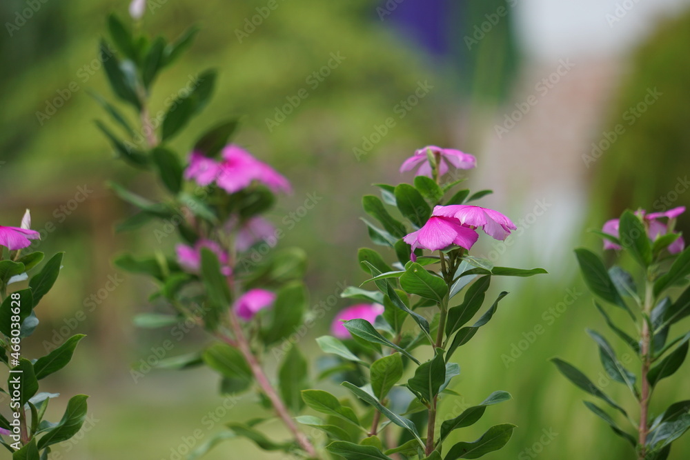 Obraz premium Catharanthus roseus (bright eyes, Cape periwinkle, graveyard plant, Madagascar periwinkle, old maid, pink periwinkle, rose periwinkle) flower. This plant contains chemicals such as vincristine etc