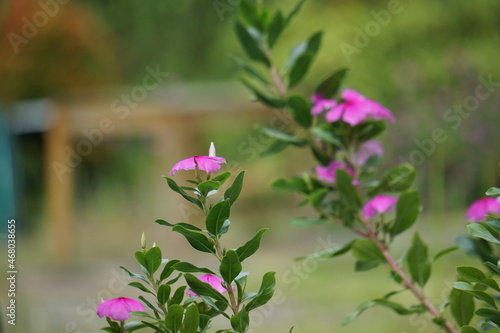 Catharanthus roseus (bright eyes, Cape periwinkle, graveyard plant, Madagascar periwinkle, old maid, pink periwinkle, rose periwinkle) flower. This plant contains chemicals such as vincristine etc photo