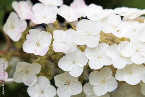 White hydrangea close-up  © Martina