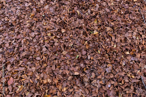 Dry leaves on the forest floor