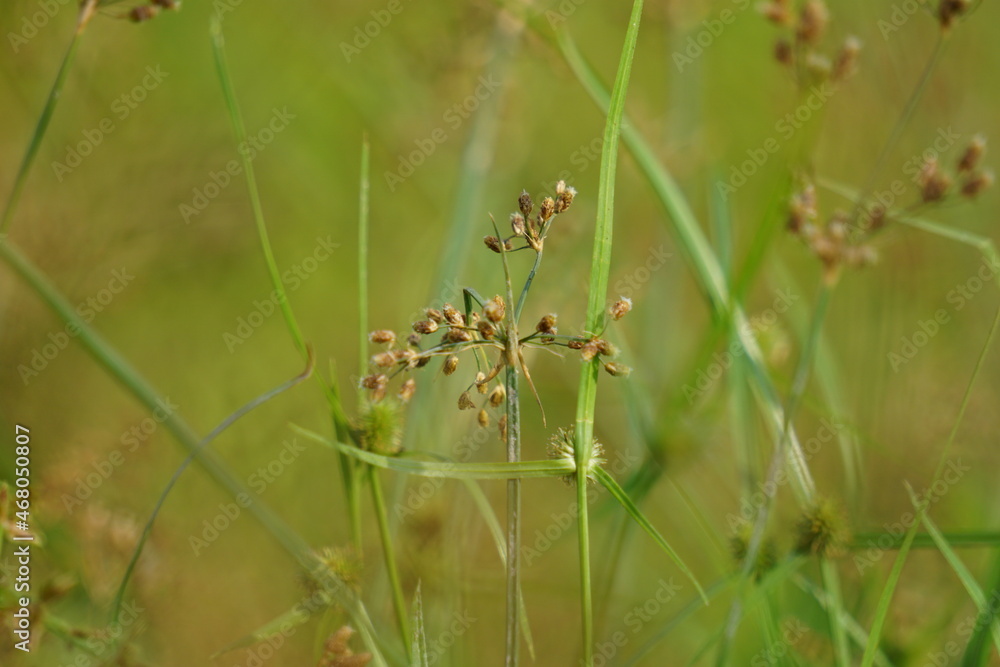 Festuca rubra (Also red fescue, creeping red fescue) with a natural background Festuca rubra (Also red fescue, creeping red fescue) with a natural background