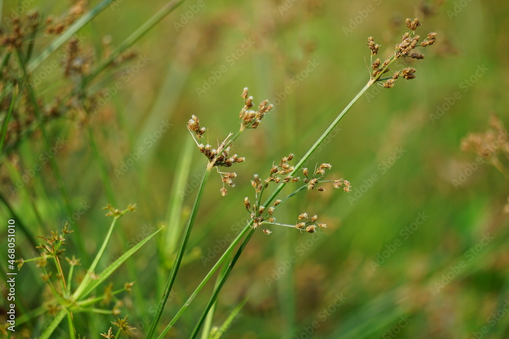 Festuca rubra (Also red fescue, creeping red fescue) with a natural background Festuca rubra (Also red fescue, creeping red fescue) with a natural background