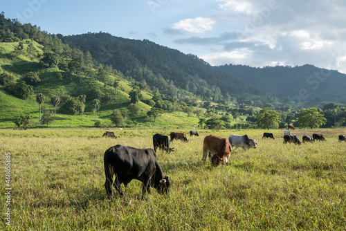 Dramatic image of a grassy meadow with cattle grazing in foreground, and sunlit Caribbean mountains in the background in the Dominican Republic.