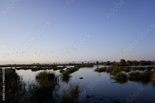 A flock of birds soars in flight at sunset over a lagoon in the Ebro delta, migrating south.