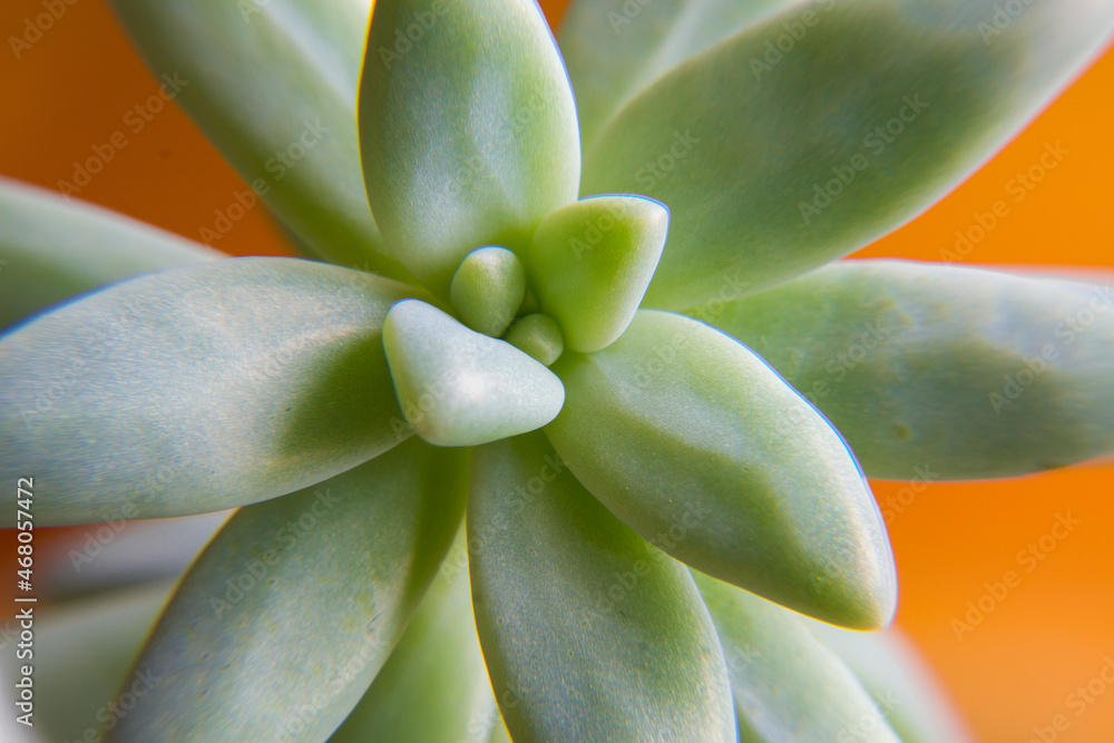 Closeup to a succulent plant in an indoors garden Closeup to a succulent plant in an indoors garden