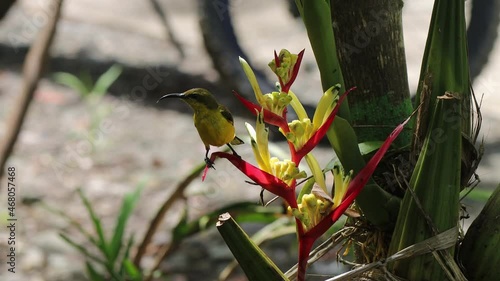 Yellow chest small bird try to find nectar inside flower 
