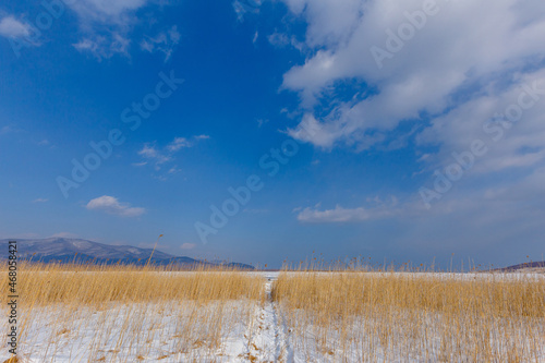 Dried ears grow in a snowy field. Overall plan. Sikhote-Alin Biosphere Reserve in the Primorsky Territory. © alexhitrov