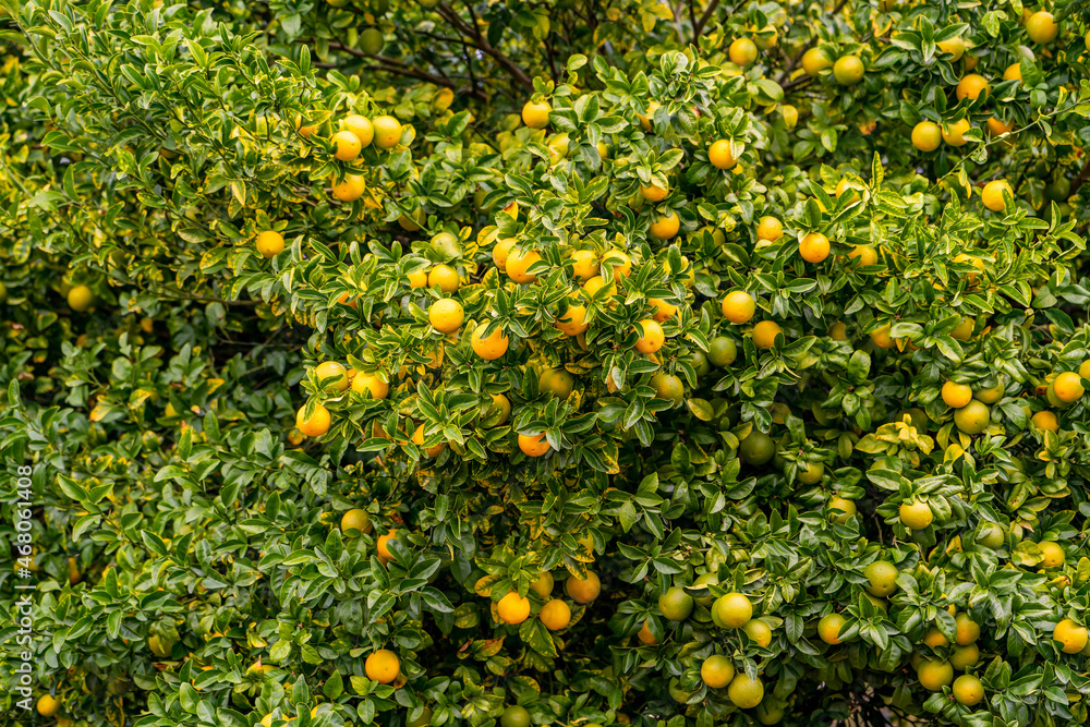 Orange tree in the garden, California