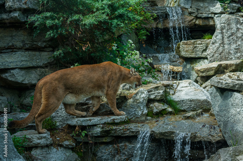 North American cougar walking near a waterfall. photo