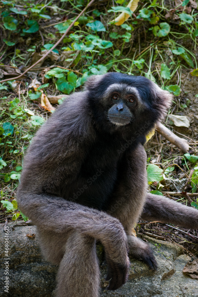 Vertical closeup of the Muller's gibbon, also known as the gray gibbon