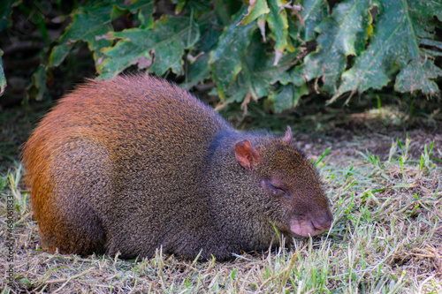 Closeup of the agouti, common agouti is any of several rodent species of the genus Dasyprocta.