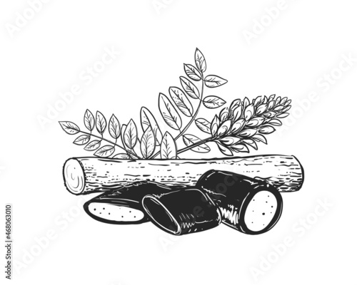 Hand drawn sketch black and white of licorice branch, root, flower, candy, leaf. Vector illustration. Elements in graphic style label, card, sticker, menu, package. Engraved style photo