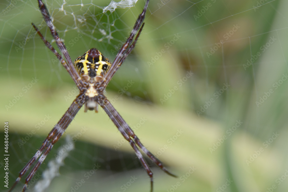 Photo of spider with blur background Photo of spider with blur background