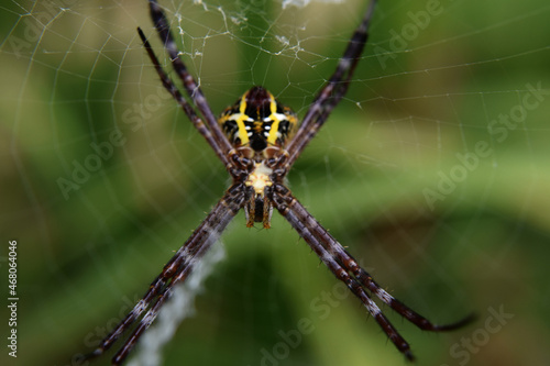 Photo of spider with blur background